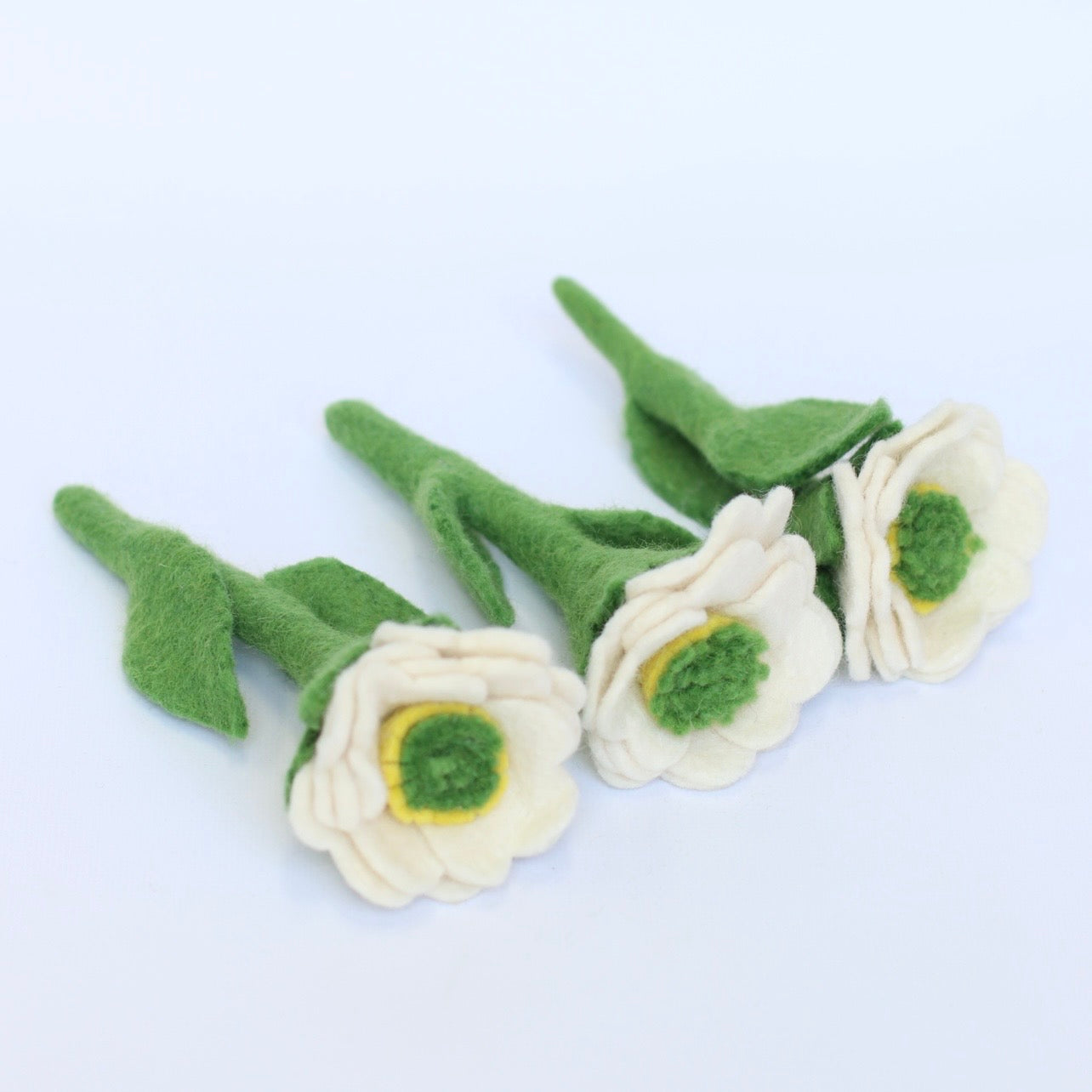 White meadowcup flower and sets